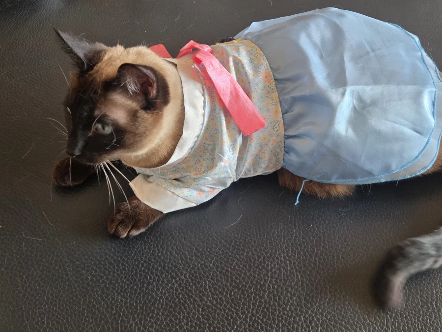 솔직히 고양이 옷 입히는 것은 고양이만 힘든 것은 아님..._3.webp