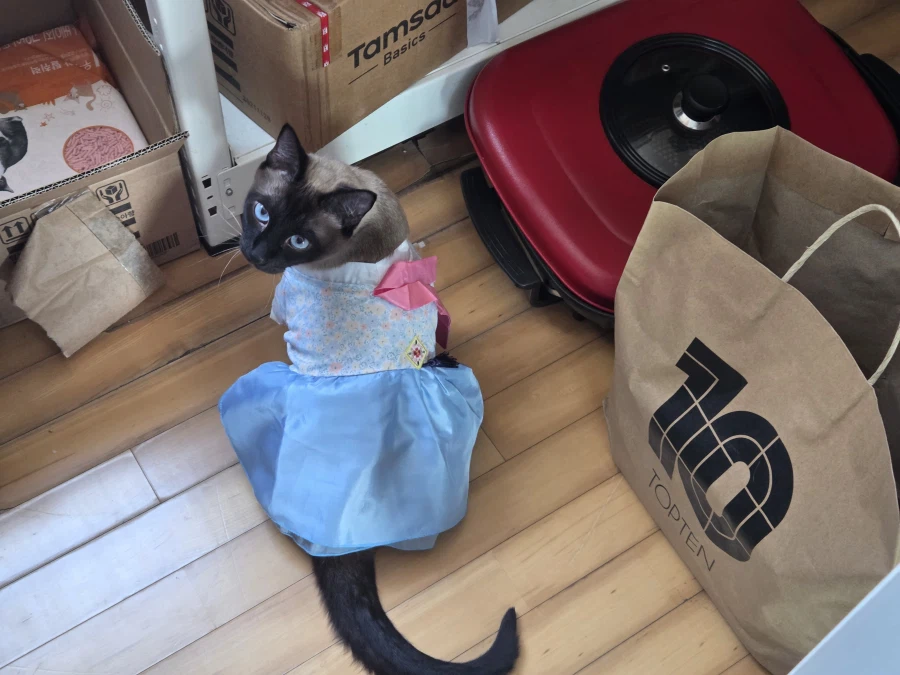 솔직히 고양이 옷 입히는 것은 고양이만 힘든 것은 아님..._8.webp