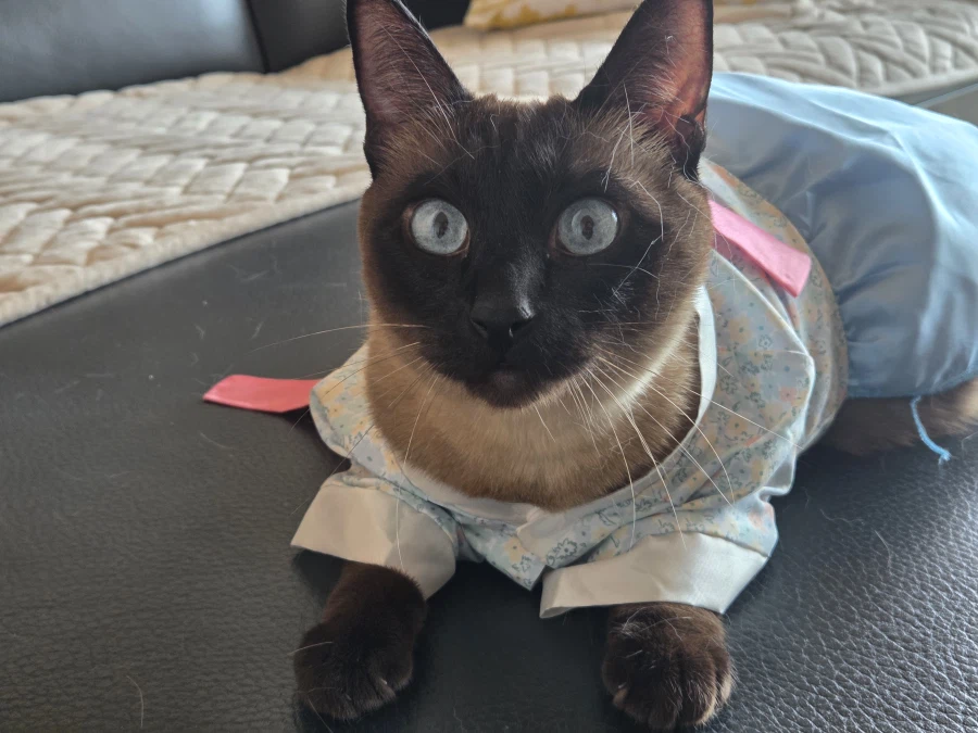 솔직히 고양이 옷 입히는 것은 고양이만 힘든 것은 아님..._6.webp