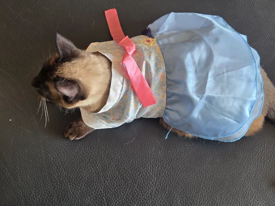 솔직히 고양이 옷 입히는 것은 고양이만 힘든 것은 아님..._7.webp
