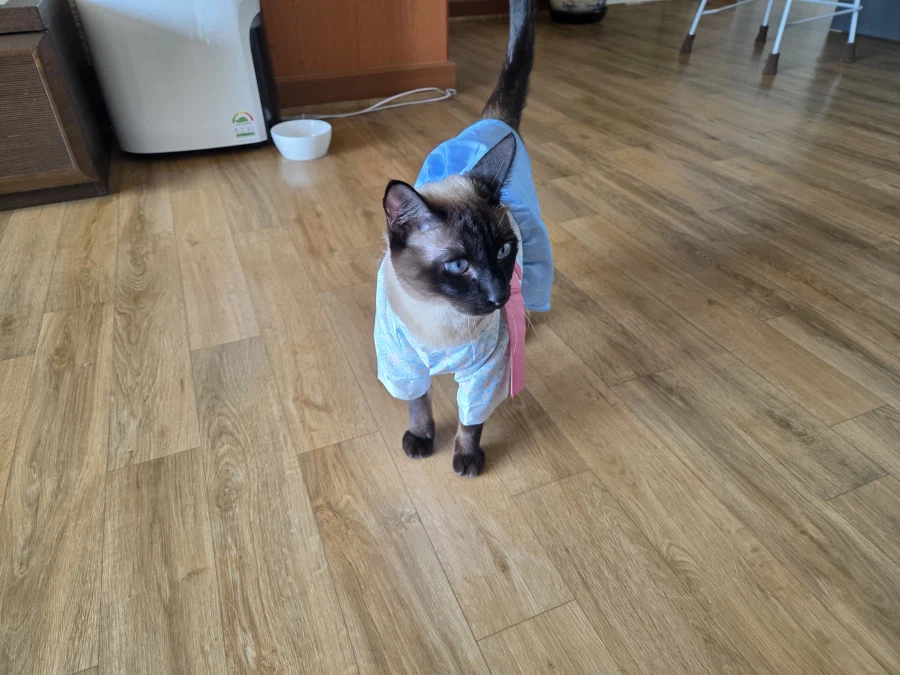 솔직히 고양이 옷 입히는 것은 고양이만 힘든 것은 아님..._11.webp