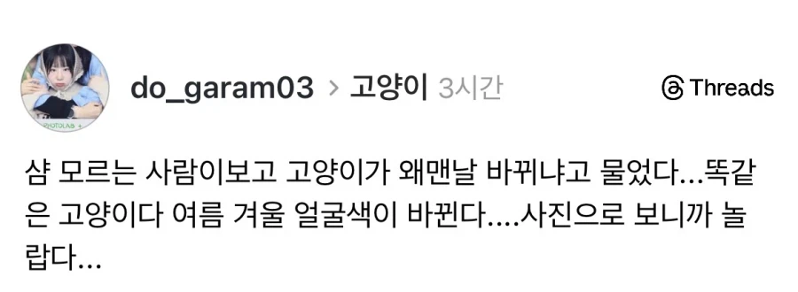 샴 고양이 특징.jpg_1.webp