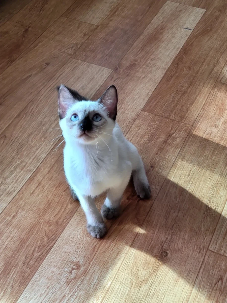 샴 고양이 특징.jpg_2.webp