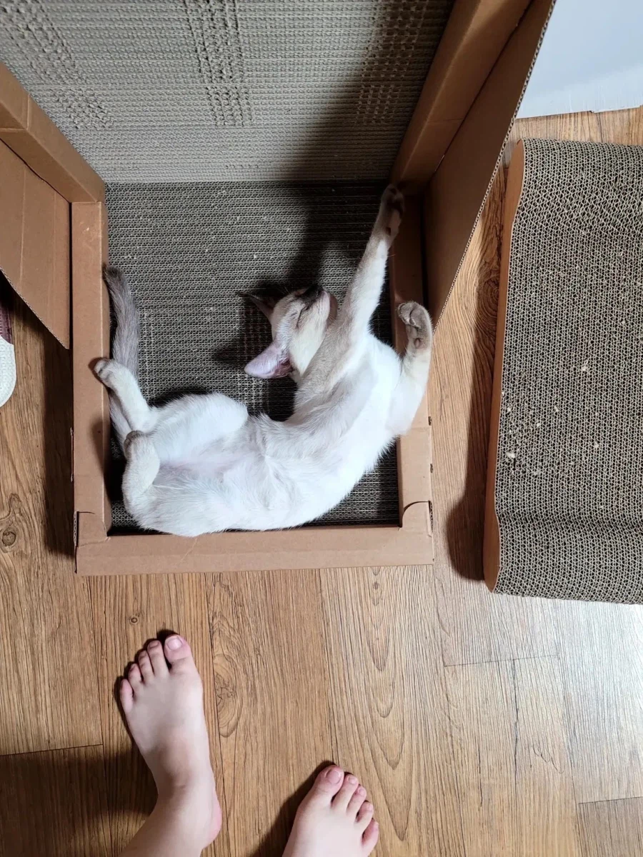 샴 고양이 특징.jpg_3.webp