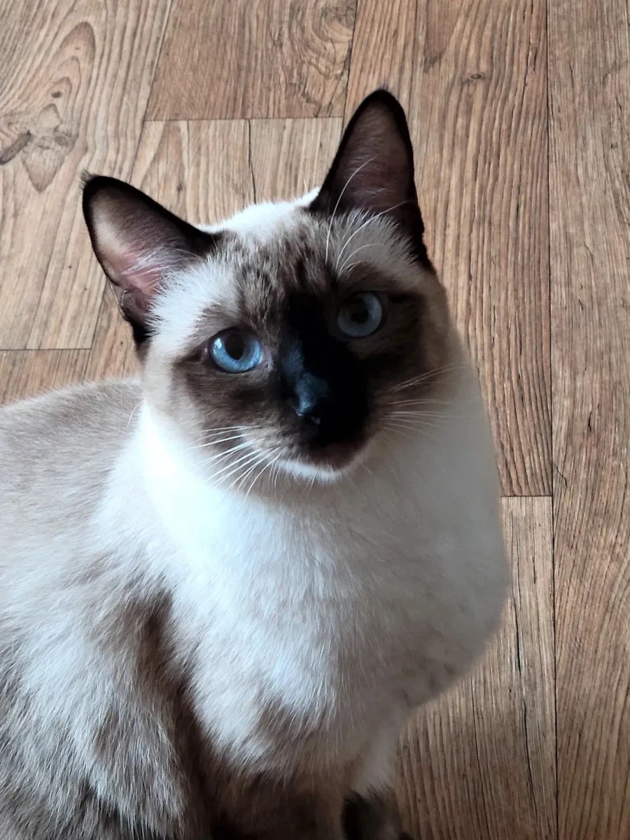 샴 고양이 특징.jpg_4.webp