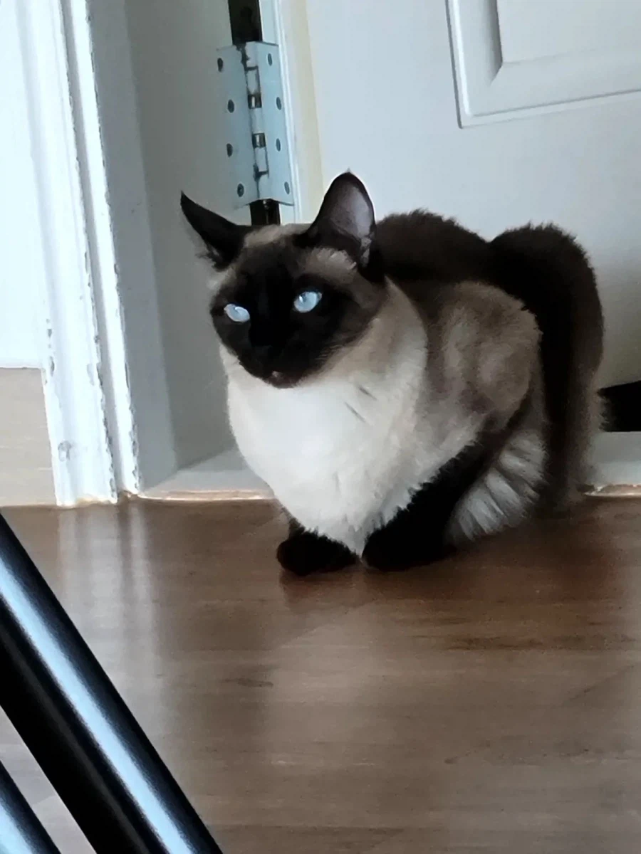 샴 고양이 특징.jpg_5.webp