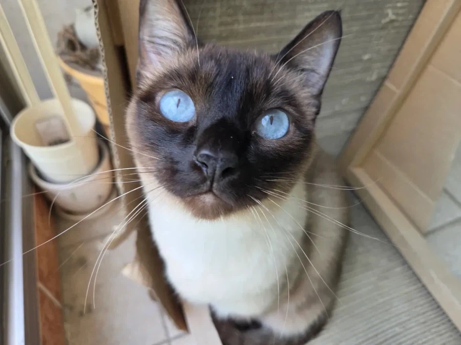 샴 고양이 특징.jpg_6.webp