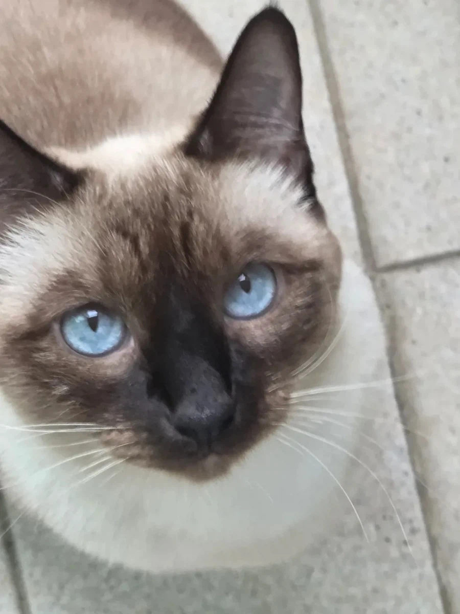 샴 고양이 특징.jpg_7.webp