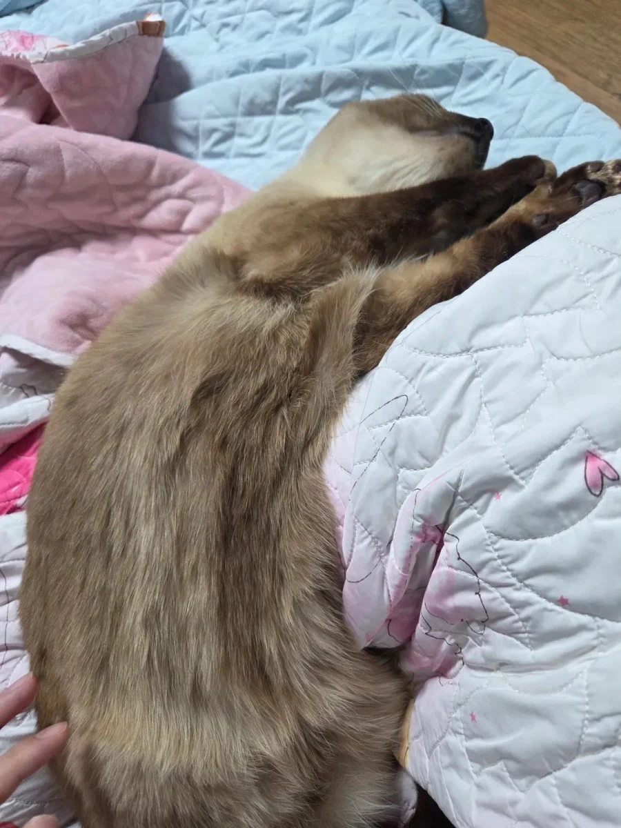 샴 고양이 특징.jpg_8.webp