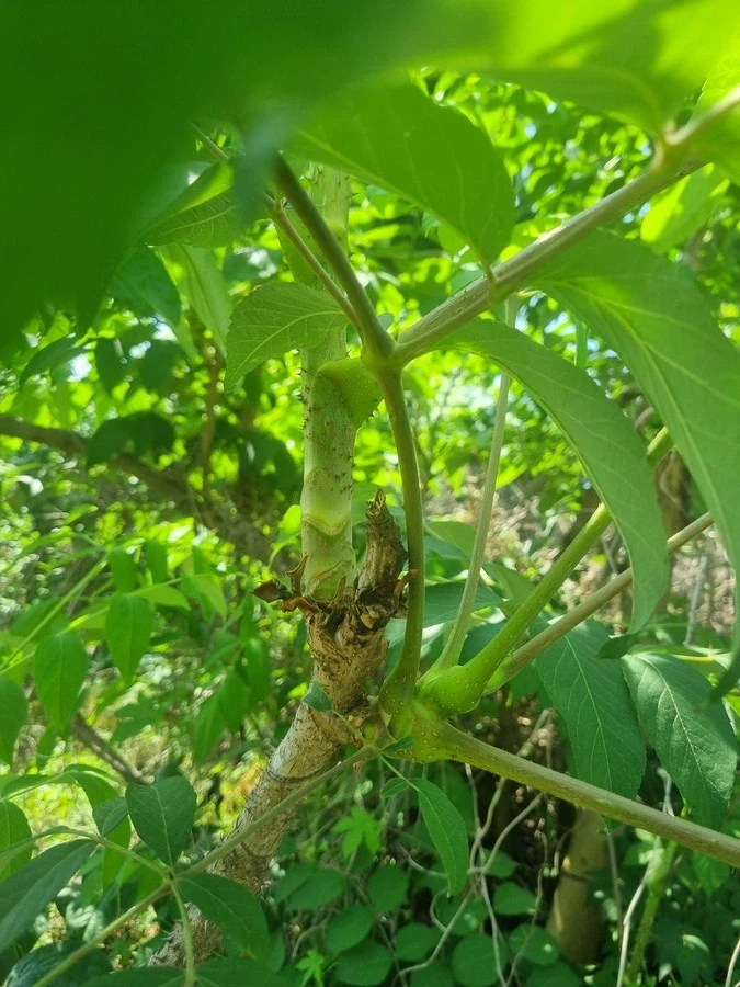 지금 봄동이 제철인데 봄동 지나면 다음타자._1.webp