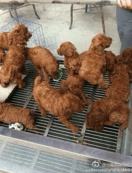 치킨인데 강아지로 보임_1.webp