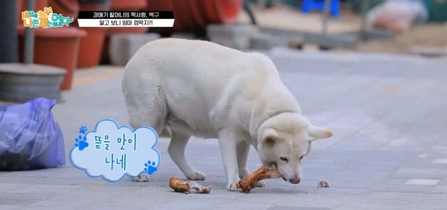 아니 진돗개 풍채가 ㅋㅋㅋㅋㅋ_1.webp