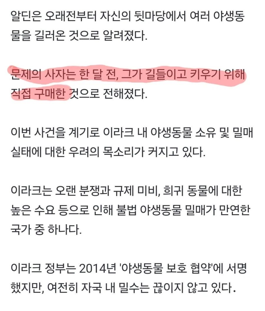 사자 키우려다 잡아먹힌 사람.....jpg_3.webp