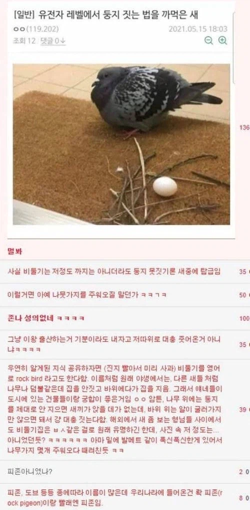 세상에서 둥지 제일 대충 짓는 새_1.webp