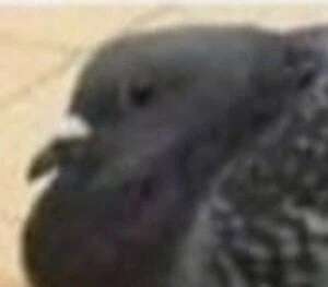 세상에서 둥지 제일 대충 짓는 새_2.webp