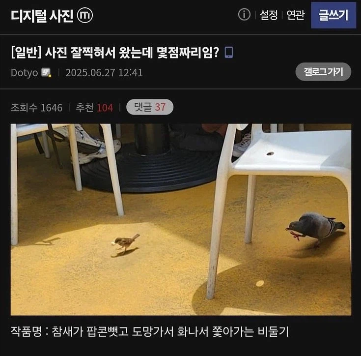 참새가 비둘기 팝콘 훔치는 사진_1.webp