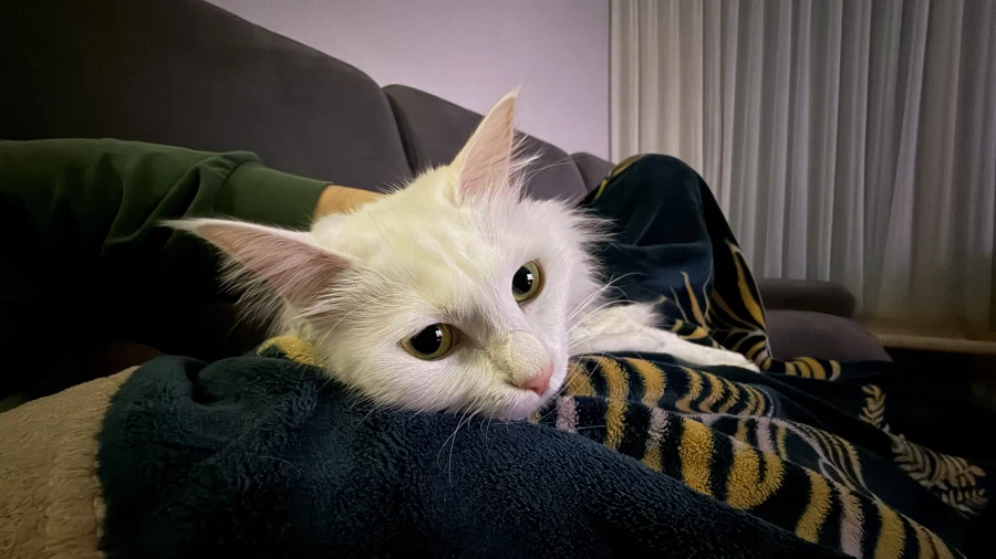 우리집 고양이 특_1.webp