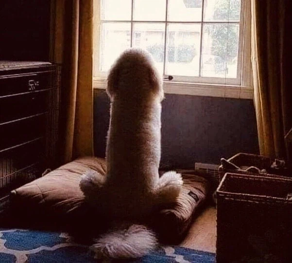 어떤 개의 익숙한 실루엣_1.webp