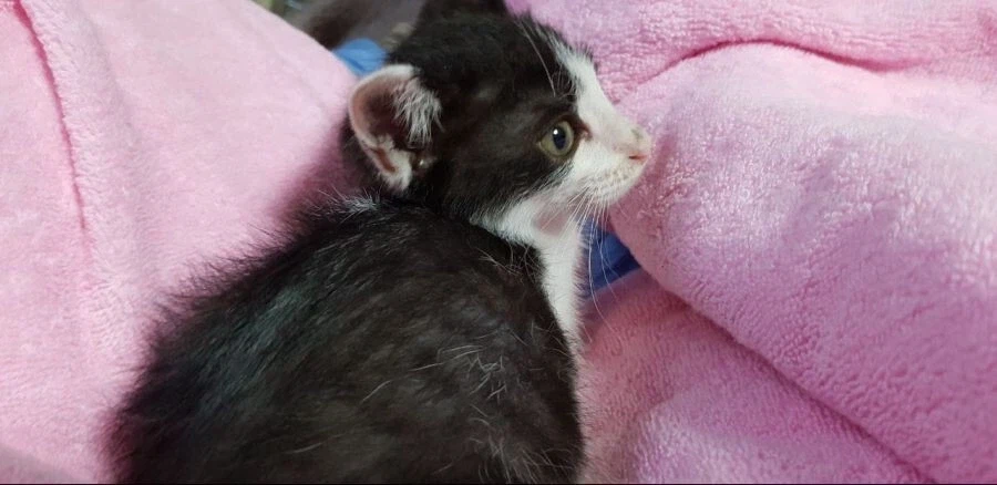 불쌍한 들고양이를 데려외서 확대시킴_1.webp