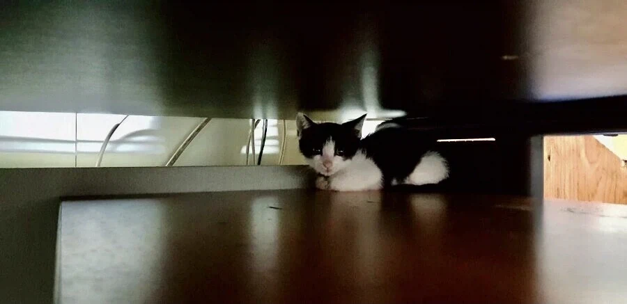 불쌍한 들고양이를 데려외서 확대시킴_2.webp