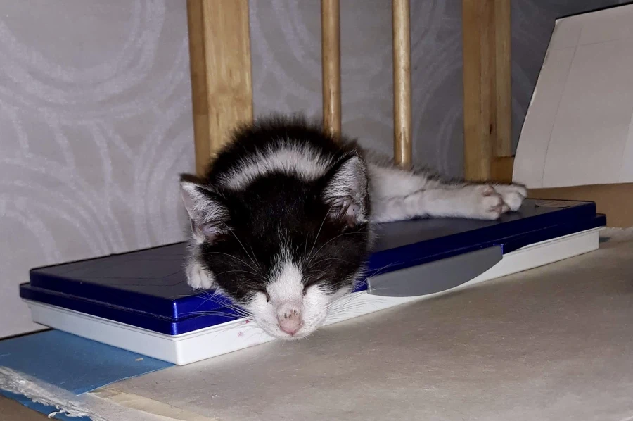 불쌍한 들고양이를 데려외서 확대시킴_3.webp