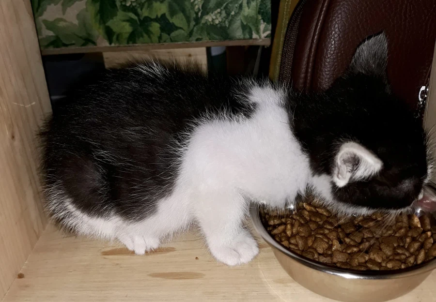 불쌍한 들고양이를 데려외서 확대시킴_4.webp