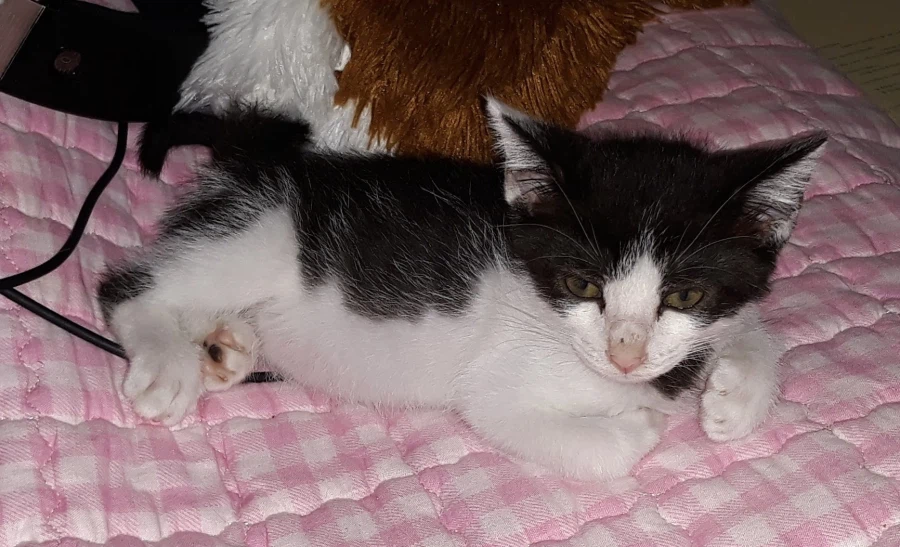 불쌍한 들고양이를 데려외서 확대시킴_5.webp