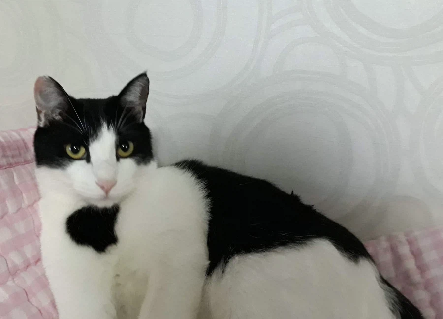 불쌍한 들고양이를 데려외서 확대시킴_9.webp