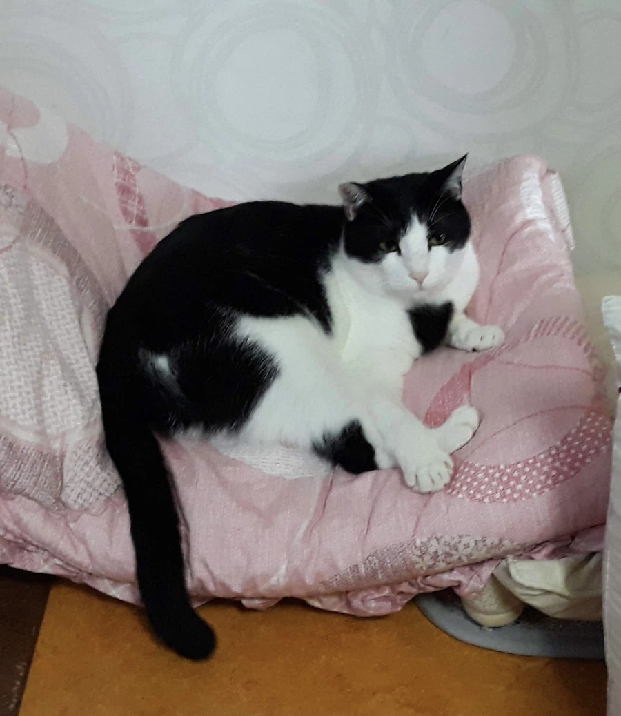 불쌍한 들고양이를 데려외서 확대시킴_10.webp