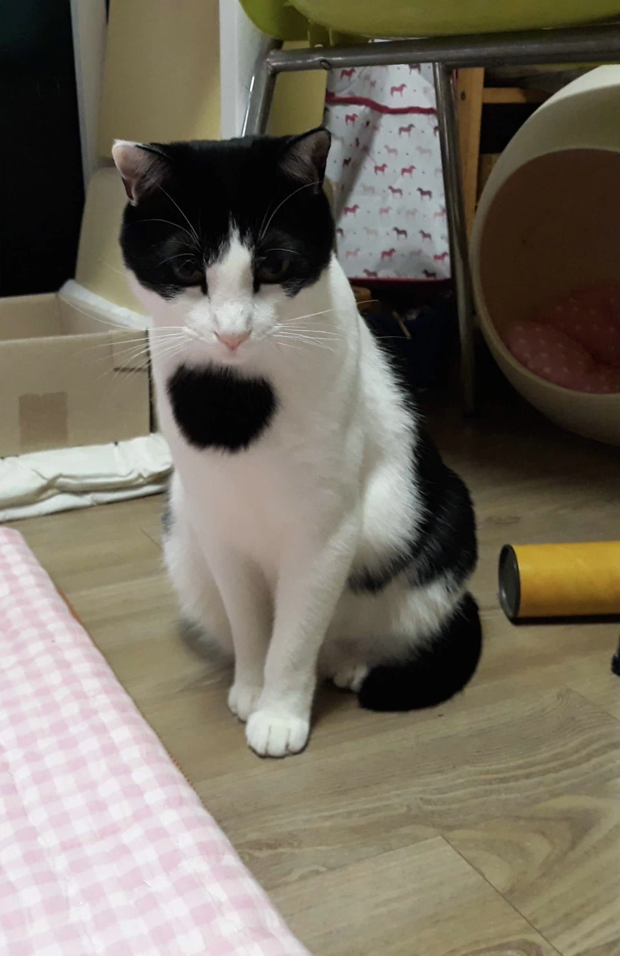 불쌍한 들고양이를 데려외서 확대시킴_11.webp