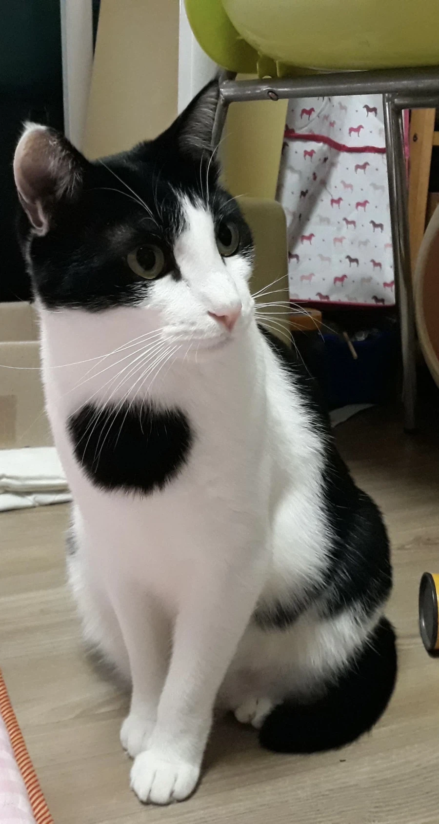 불쌍한 들고양이를 데려외서 확대시킴_12.webp