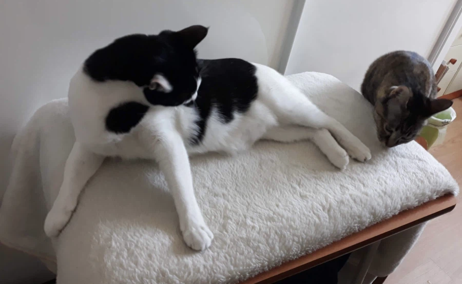 불쌍한 들고양이를 데려외서 확대시킴_14.webp