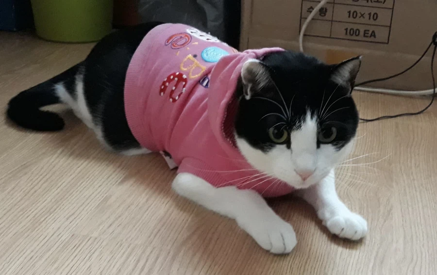 불쌍한 들고양이를 데려외서 확대시킴_15.webp