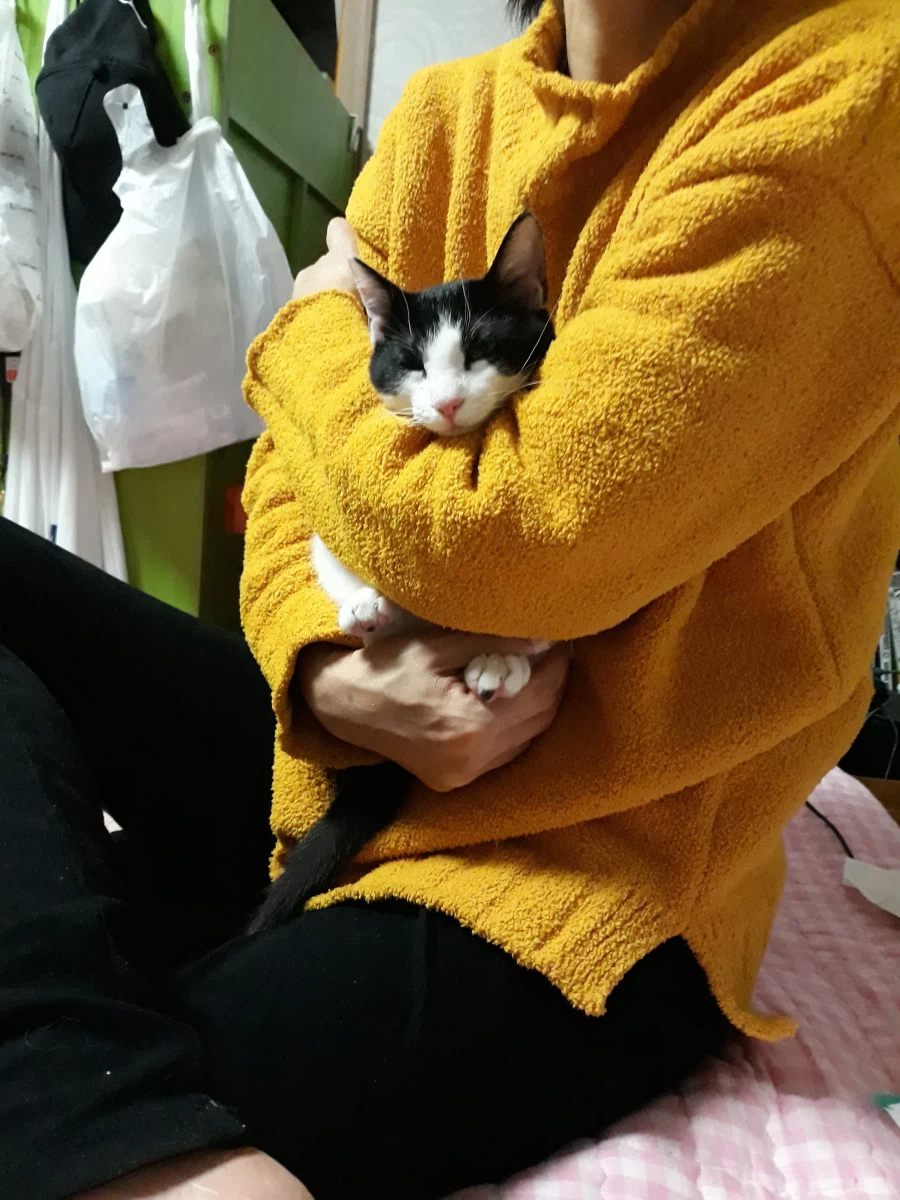 불쌍한 들고양이를 데려외서 확대시킴_7.webp