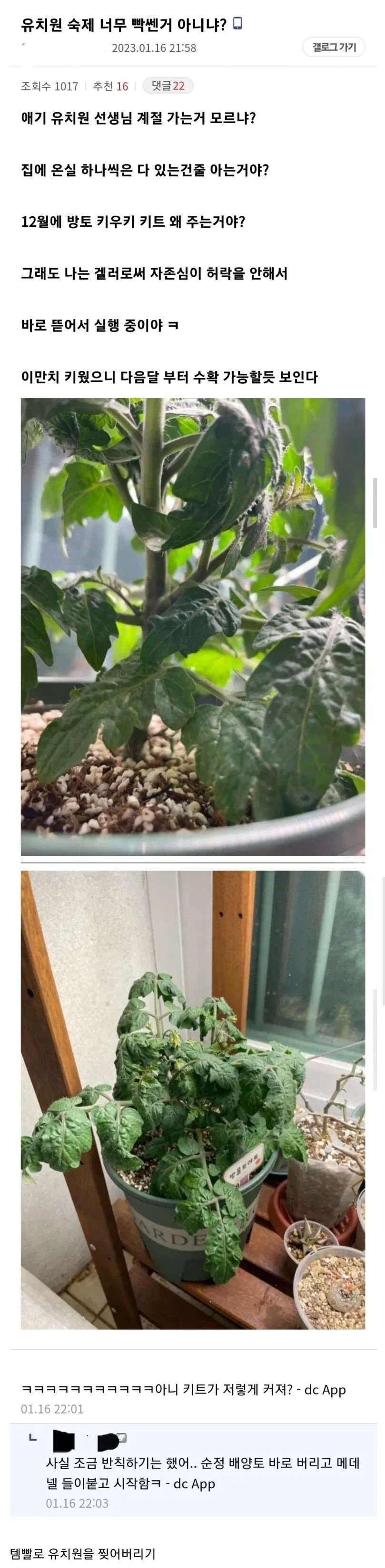 겨울에 방울토마토 키우기 숙제를 준 유치원에 분노한 부모_1.webp