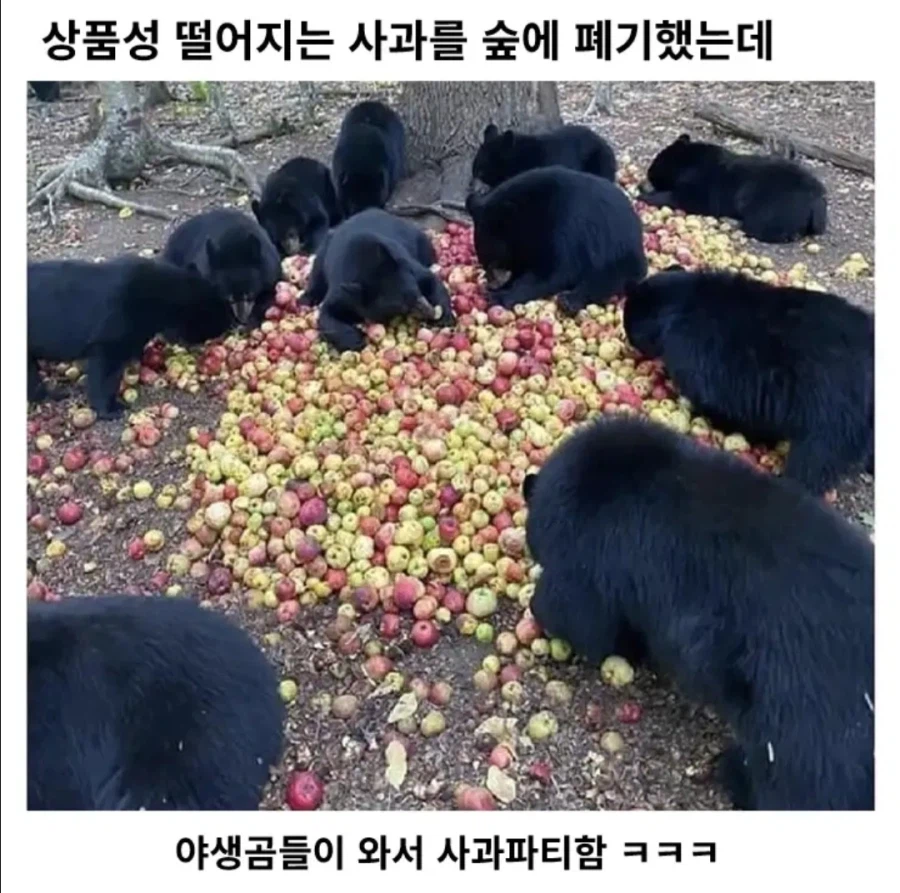 숲에 사과를 버리면 생기는 일_1.webp
