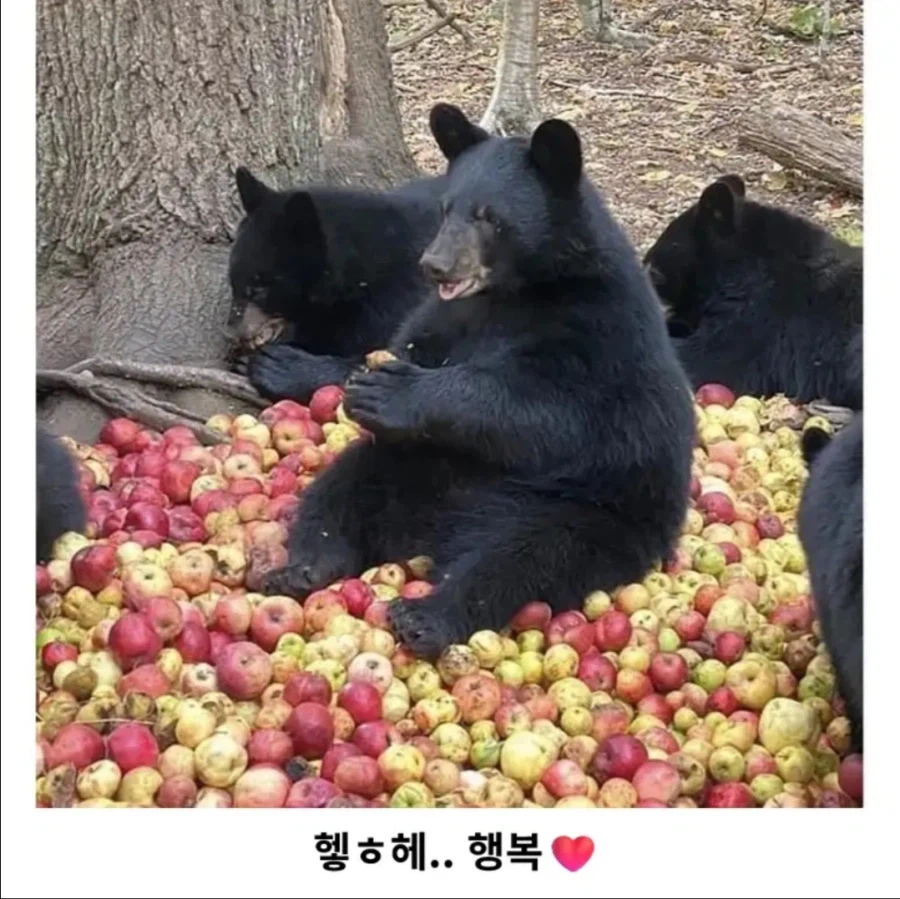 숲에 사과를 버리면 생기는 일_2.webp