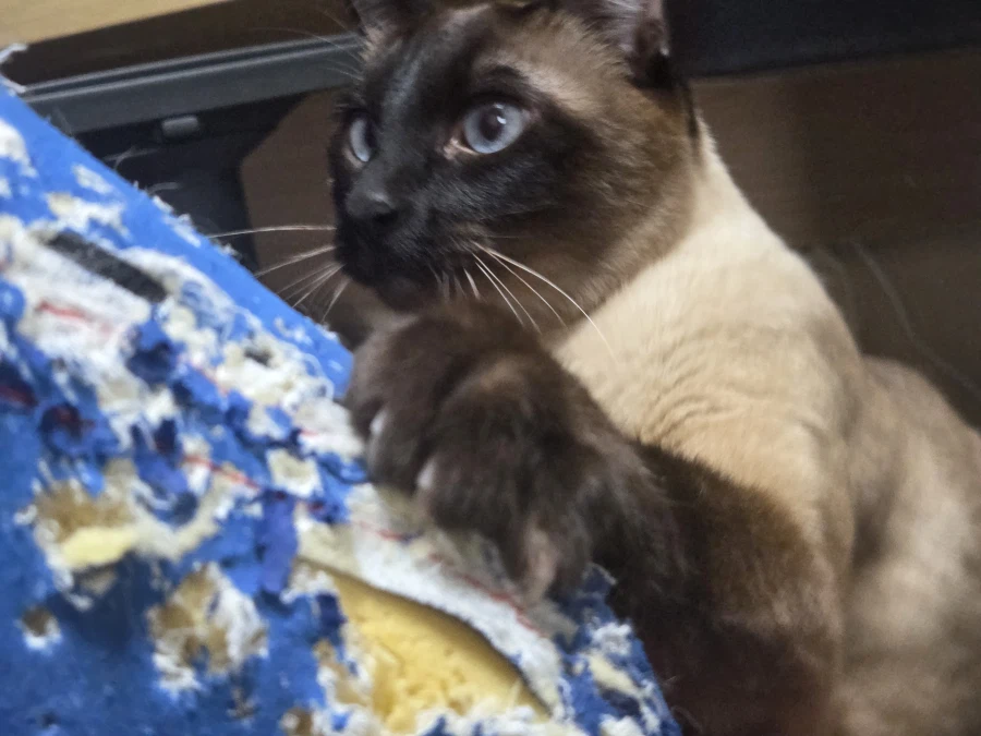 고양이가 너무 귀여워서 찍어봤음_7.webp