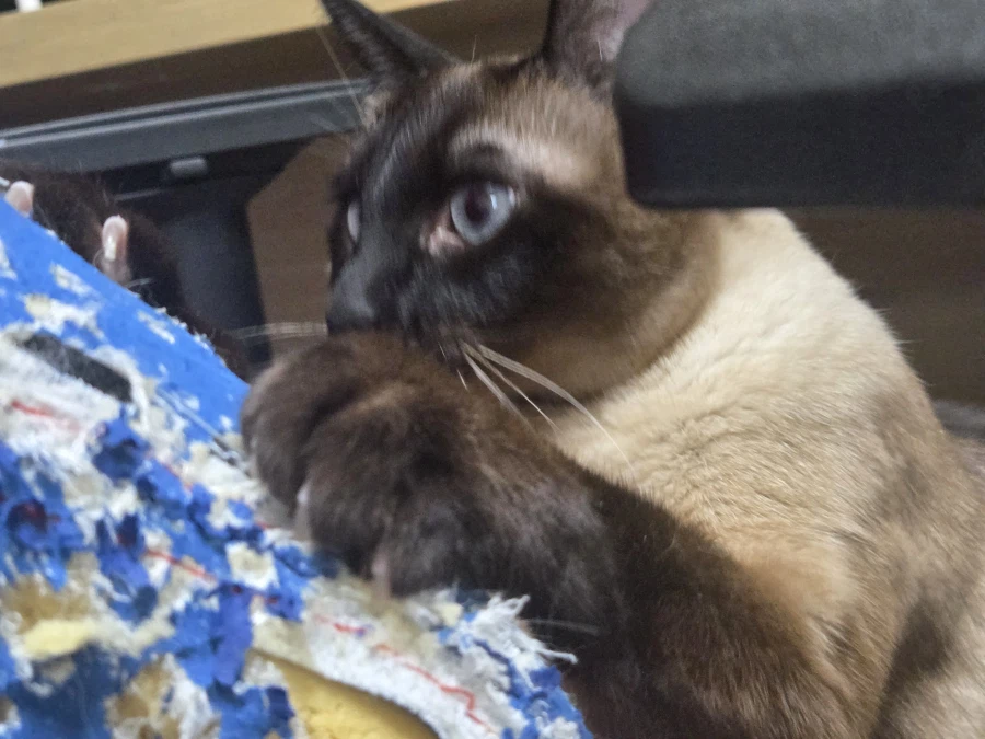 고양이가 너무 귀여워서 찍어봤음_8.webp