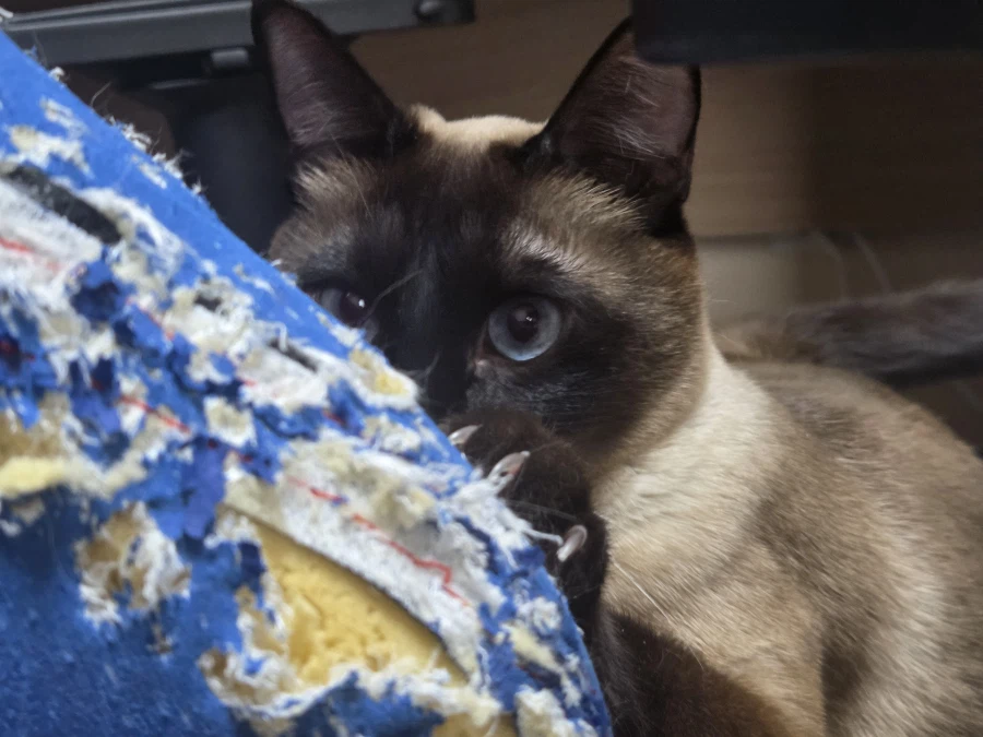 고양이가 너무 귀여워서 찍어봤음_9.webp