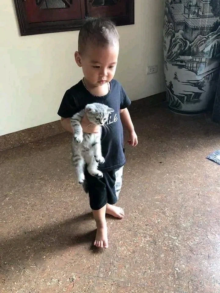 고양이: 넌 어떻게 된 게 성장이 느리냐? _1.webp