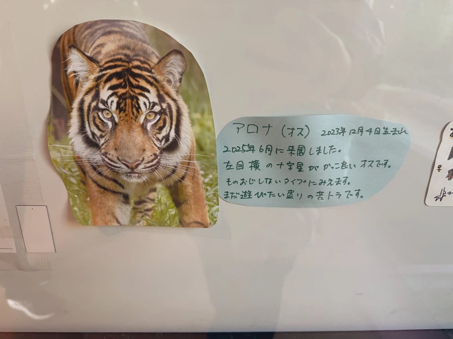 고양이가 된 아로나.jpg_1.webp