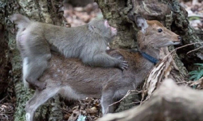 너네 동물 교미짤을 왜 이렇게 좋아함....?_2.webp