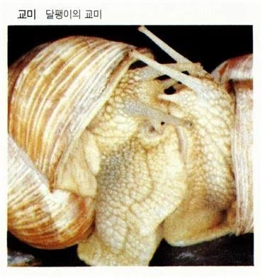 너네 동물 교미짤을 왜 이렇게 좋아함....?_3.webp