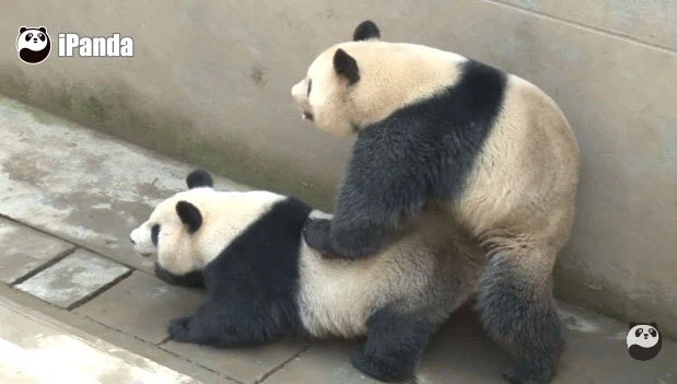 너네 동물 교미짤을 왜 이렇게 좋아함....?_4.webp