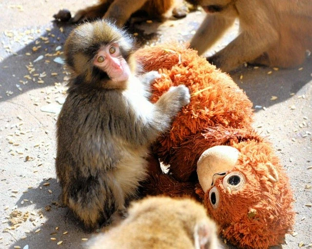 일본 원숭이 펀치 사연 안타깝네_1.webp