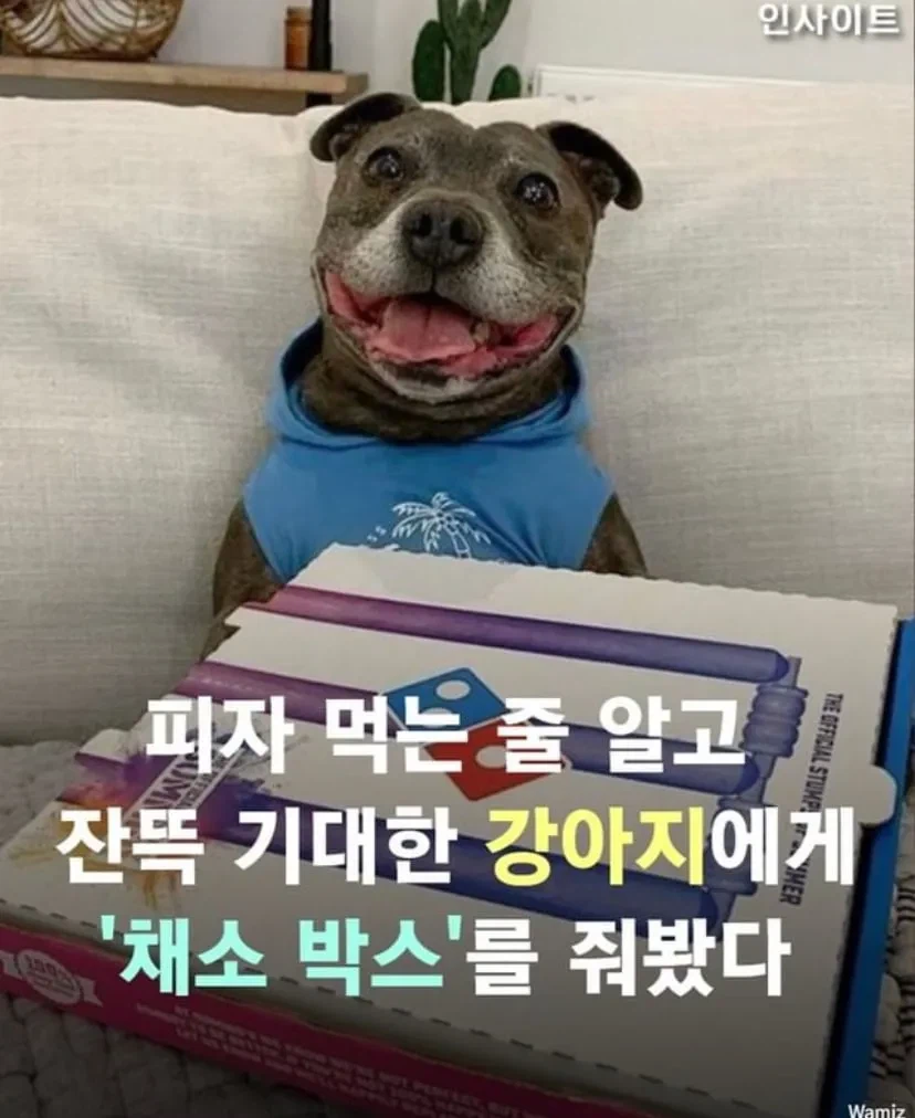 피자 먹는 줄 알고 잔뜩 기대한 강아지.jpg_1.webp