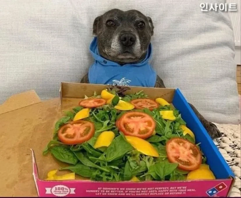 피자 먹는 줄 알고 잔뜩 기대한 강아지.jpg_2.webp