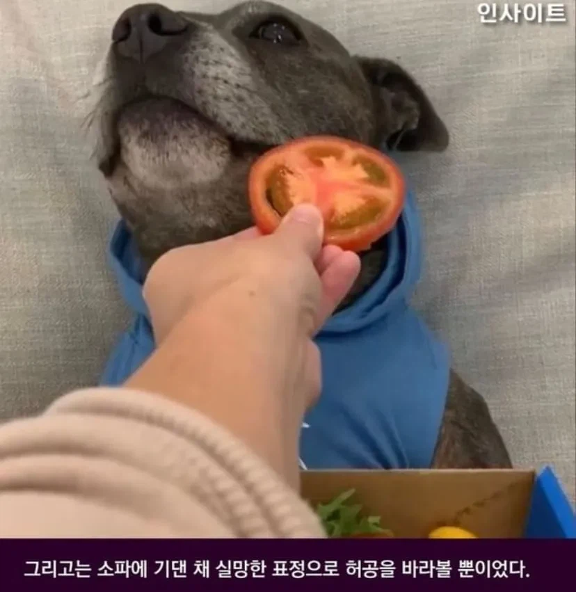 피자 먹는 줄 알고 잔뜩 기대한 강아지.jpg_3.webp