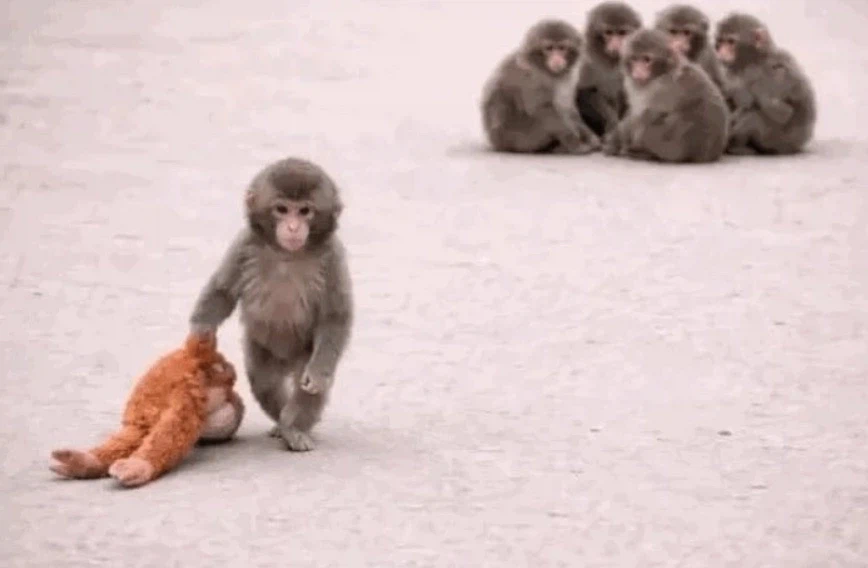 엄마에게 버림 받았지만 씩씩하게 무리에 적응중인 원숭이 펀치_1.webp